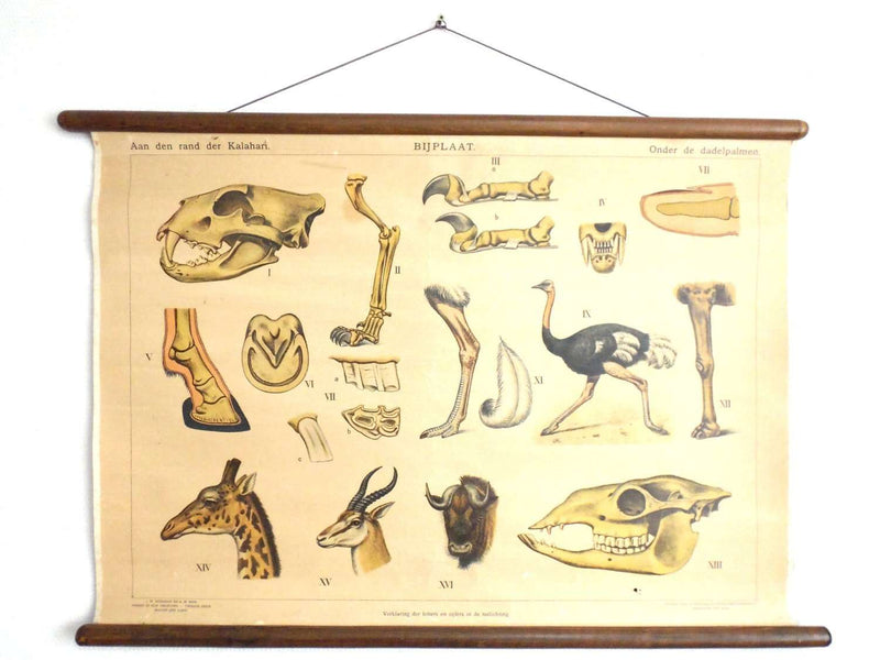 Vintage Pull hot Down Chart Mitochondrium School Chart